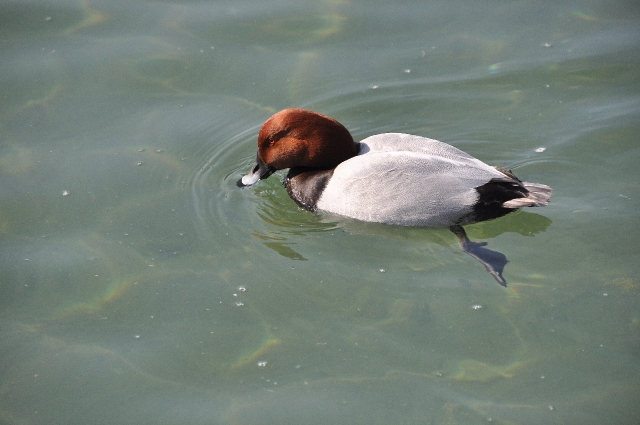 pochard, pochard ducks, pochar-1.jpg - POCHARD - SWANBOUREN LAKE, ARUNDEL - 20.4.11